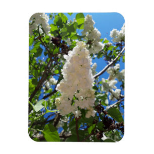 Syringa , White Lilac Flower Tree Magnet