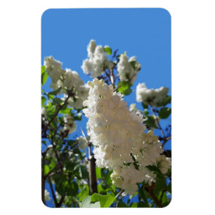 Syringa , White Lilac Flower Tree Magnet