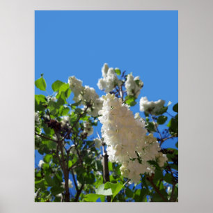 Syringa , White Lilac Flower Tree Poster