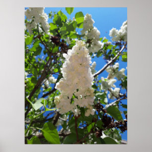 Syringa , White Lilac Flower Tree  Poster