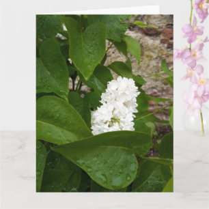 Syringa , White Lilac Flower with Raindrops Card