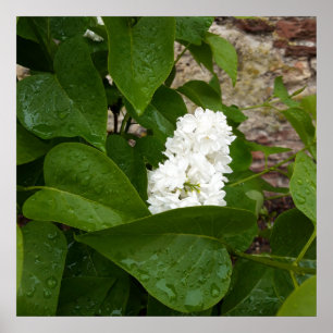 Syringa , White Lilac Flower with Raindrops Poster
