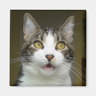 Syrus Magnet secoué 0001