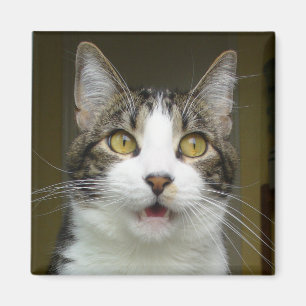Syrus Shocked Magnet 0001