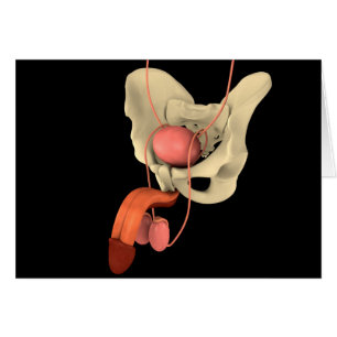 Système de reproduction masculine 2