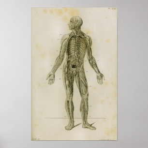 Système lymphatique Anatomie Vintage Impression