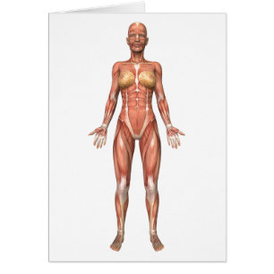 Système musculaire féminin, Vue avant