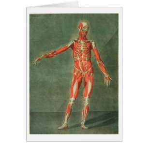 Système musculaire superficiel de l'avant de la B