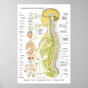 Système nerveux autonome Chiropratique ANS Poster