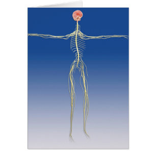 Système nerveux central avec cerveau humain