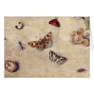 T31566 une étude de divers insectes, fruit et