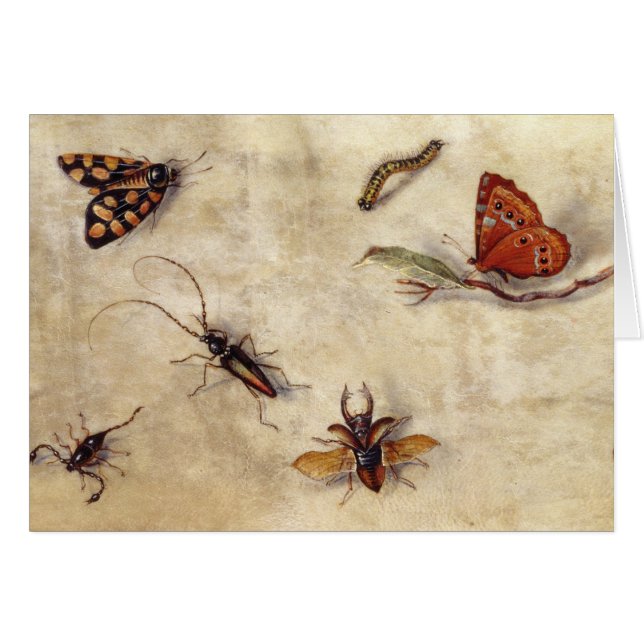 T31567 A Study of Various Insects, Fruit and Anima (Front Horizontal)
