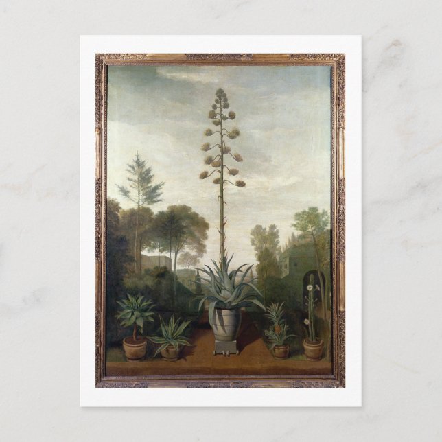 T33047 A Botanical Garden Postcard (Front)