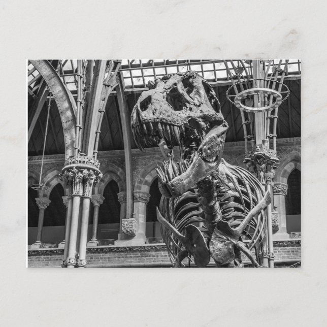 "T-Rex Skeleton" postcards (Front)