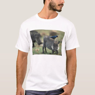 T-shirt Afrique du Sud, Pilanesburg GR, Phacochère