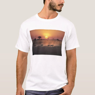 T-shirt Afrique, Kenya, Amboseli NP. Zèbres marchent vers