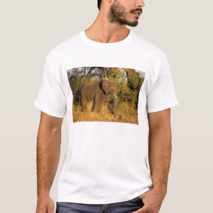 T-shirt Afrique, Zimbabwe, Victoria Falls National Park.