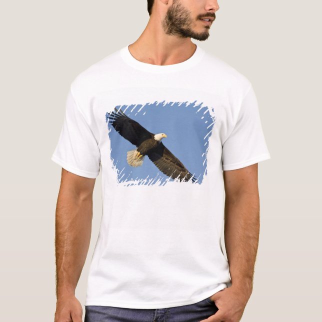 T-shirt Aigle, Haliaeetus leucocephalus, Homer, 4 (Devant)