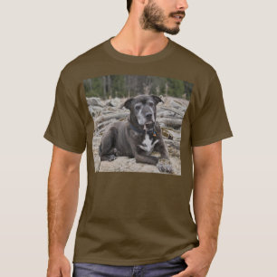 T-shirt American Staffordshire Terrier - Chemises