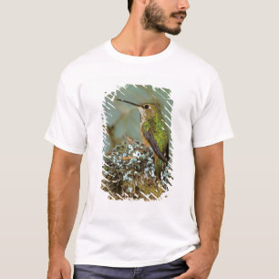 T-shirt Amérique du Nord, États-Unis, Alaska. Colibri à go