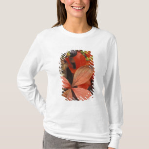 T-shirt Amérique du Nord, États-Unis, Alaska, Parc nationa