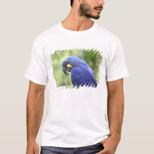 T-shirt Amérique du Sud, Brésil, Pantanal