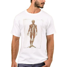 Anatomie antérieure