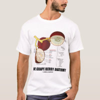 Anatomie de baie de raisin de cuve (fruit)