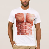 Anatomie musculaire Fuzzy Express®