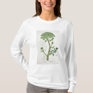T-shirt Angélique officinale Archangelica de 'Phytographi