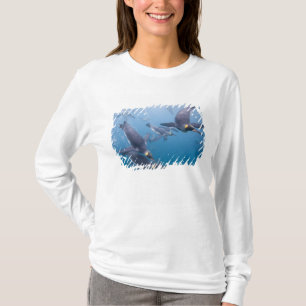 T-shirt Antarctique, île de Géorgie du Sud (Royaume-Uni),