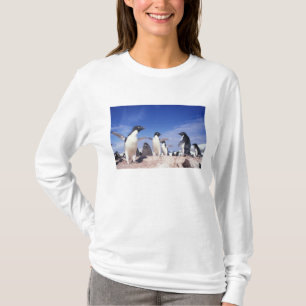 T-shirt Antarctique, Manchot Adélie Pygoscelis