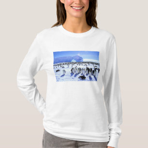 T-shirt Antarctique, péninsule Antarctique, mer de Weddell