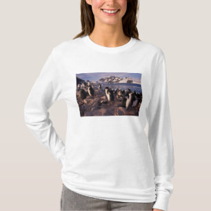 T-shirt Antarctique, poussins de manchot Adélie