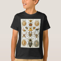 Araignées des arachnides d'Ernst Haeckel