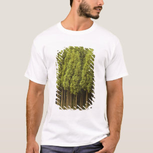T-shirt Arbres de cèdre de Koya Sugi