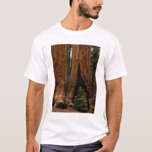 T-shirt Arbres de séquoia, Parc national de Sequoia.