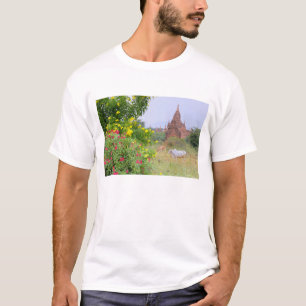 T-shirt Asie, Myanmar (Birmanie), Bagan (Pagan). Vaches