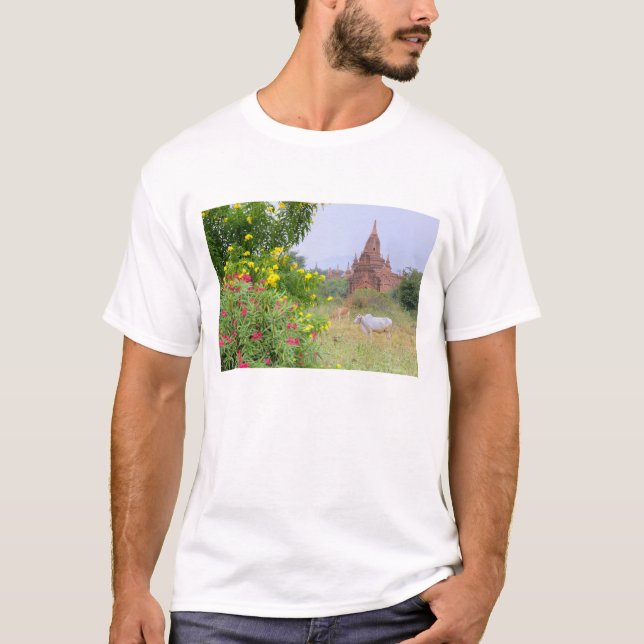 T-shirt Asie, Myanmar (Birmanie), Bagan (païen). Vaches (Devant)