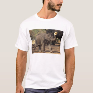 T-shirt Asie, Thaïlande, Lampang S'inclinant avec chapeau 