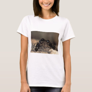 T-shirt baisers de fourmis