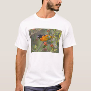 T-shirt Baltimore Oriole