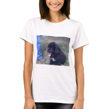 Beau chiot de Newfie (race de chien de