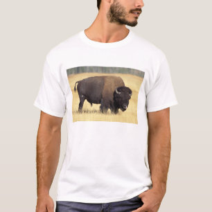 T-shirt Bison mâle dans le parc national de Yellowstone
