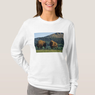 T-shirt Bisons mâles au parc national des lacs Waterton