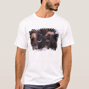 T-shirt bœuf musqué, Ovibos moschatus, vache avec nouveau-