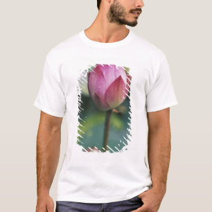 T-shirt Boule de fleurs de Lotus, Hangzhou, province de Zh