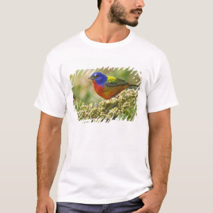 T-shirt Bruant à gorge rose