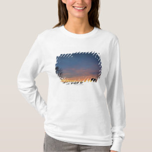 T-shirt Buffalo au coucher du soleil en parc national