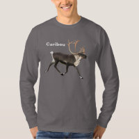 Bull Caribou